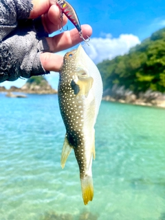 クサフグの釣果