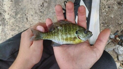 ブルーギルの釣果