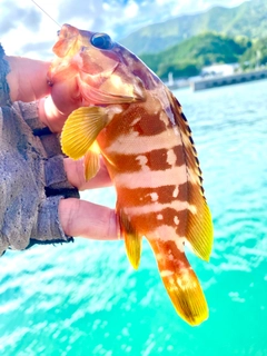 アカハタの釣果