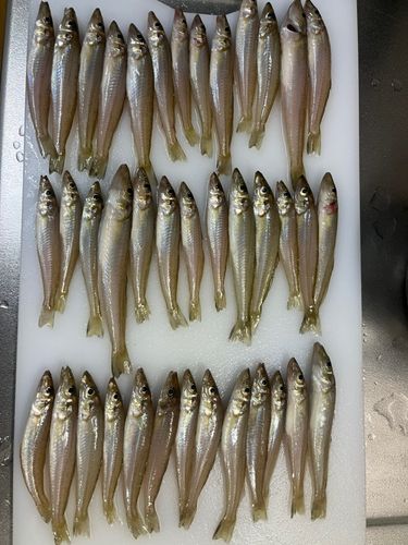シロギスの釣果