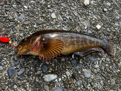 アイナメの釣果