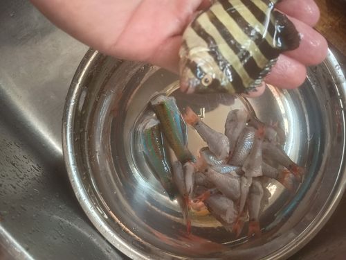 イシダイの釣果