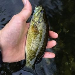スモールマウスバス