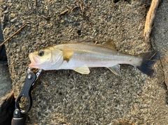 セイゴ（タイリクスズキ）の釣果