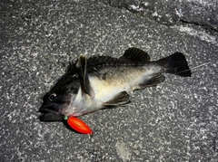 クロソイの釣果