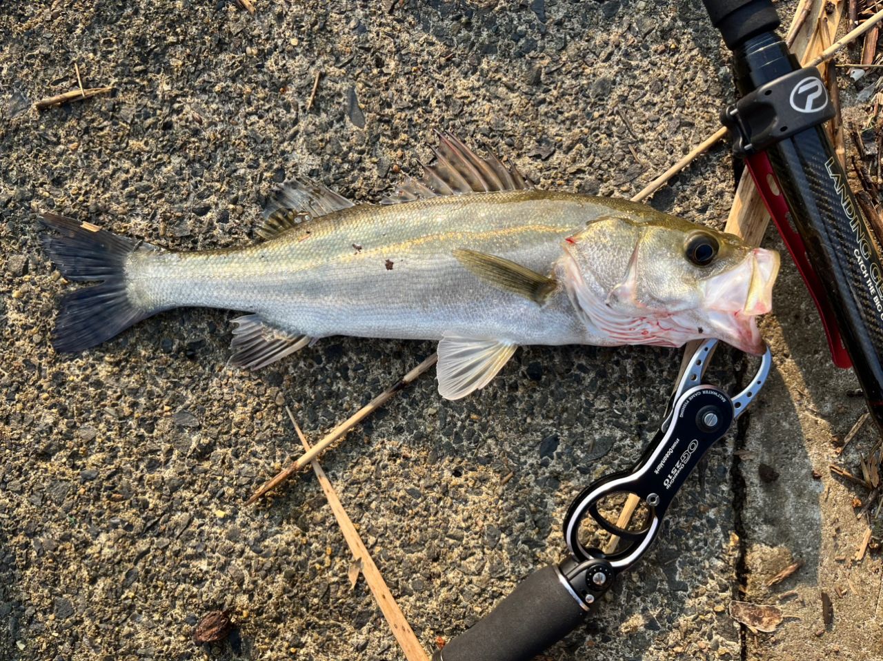 アーリーフォーシーバス93m Yamaga Blanks Early 93M for Seabass ヤマガブランクス