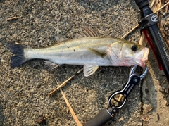 セイゴ（タイリクスズキ）の釣果
