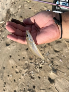 キスの釣果