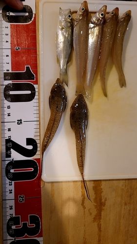 キスの釣果