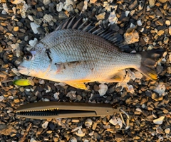 キビレの釣果