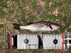 マルスズキの釣果