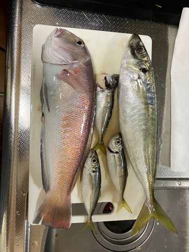 シロアマダイの釣果
