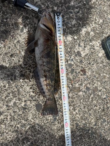 アイナメの釣果