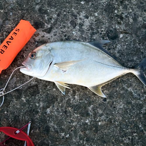 メッキの釣果