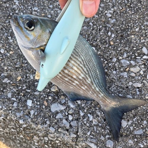 ニザダイの釣果