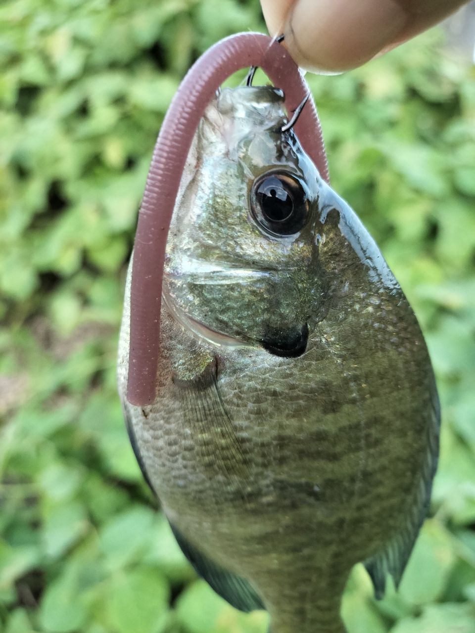 DAIWA 22ルアーニスト モバイル 66L-4の最安値・インプレ・釣果