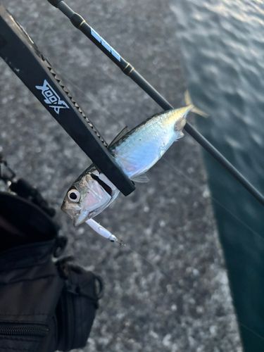 サバの釣果