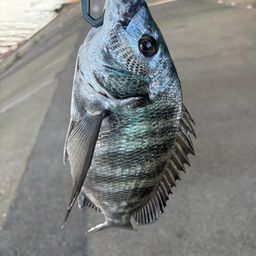 クロダイ
