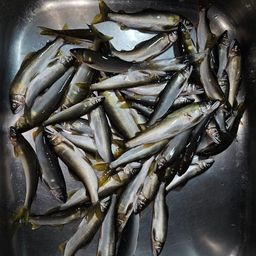 アユ
