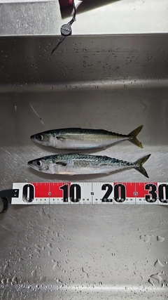 サバの釣果
