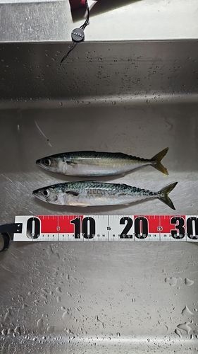 サバの釣果