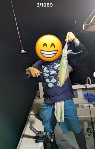 ソデイカの釣果