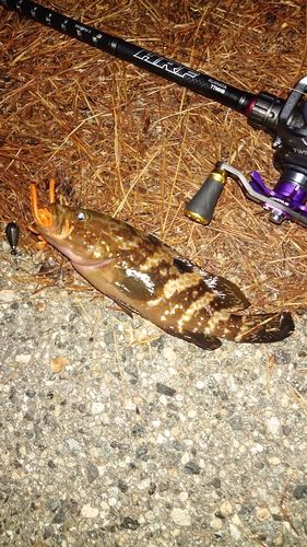 キジハタの釣果