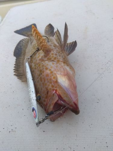 オオモンハタの釣果
