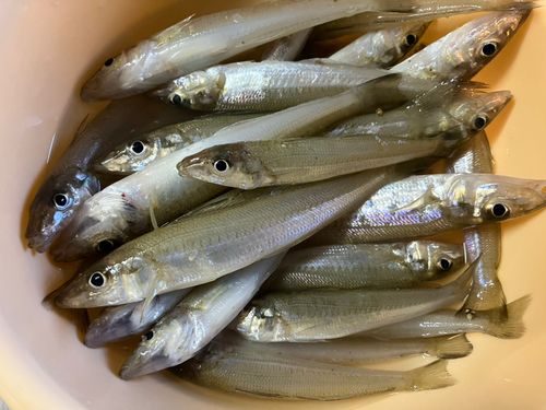 キスの釣果