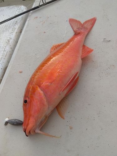 オジサンの釣果