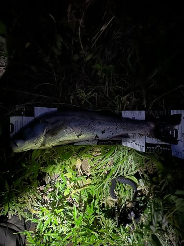 スズキ釣り Masanori Muraoka catches a sea bass using bait fishing! 2/2