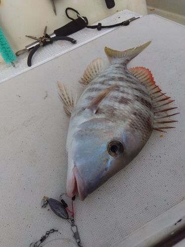 キツネフエフキの釣果