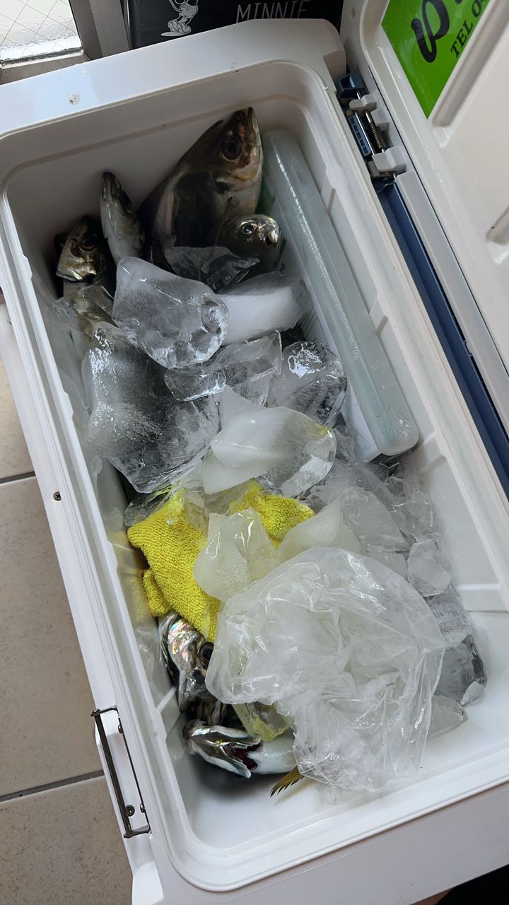 釣り人見習いさんの釣果 1枚目の画像