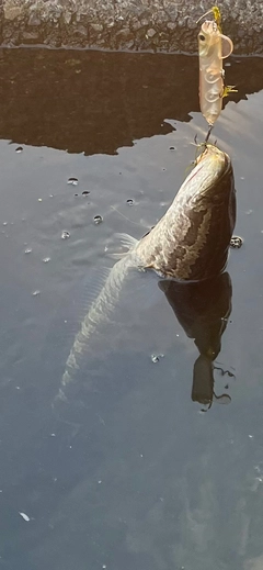 ライギョの釣果