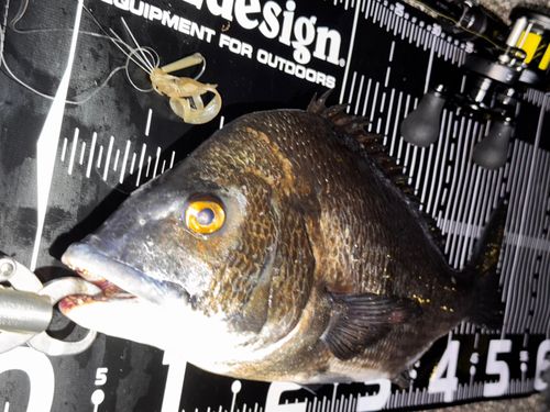 チヌの釣果