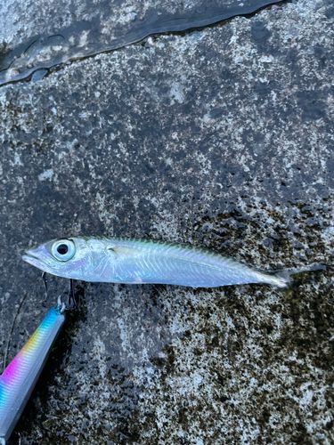 マサバの釣果