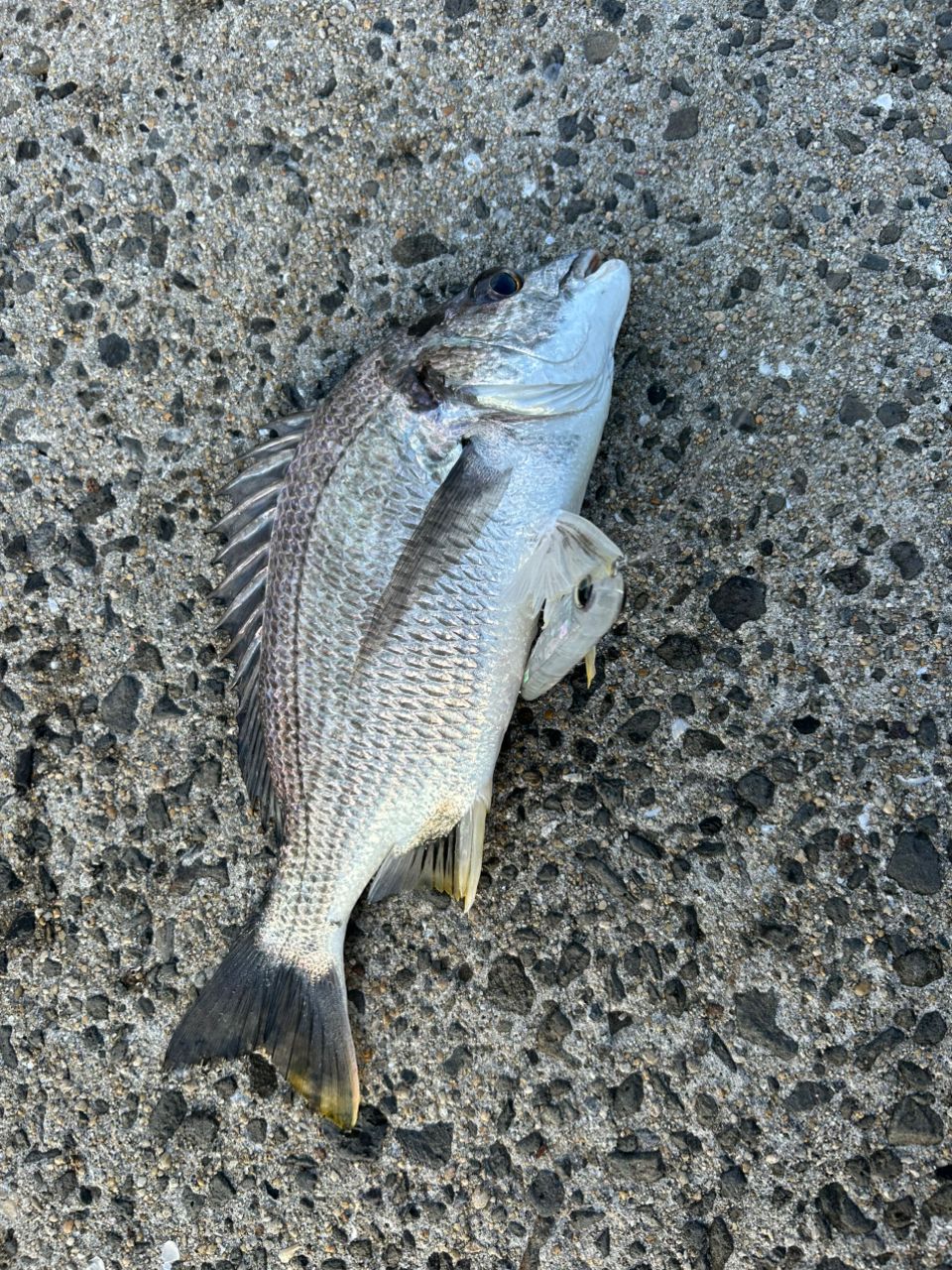 クロダイ
