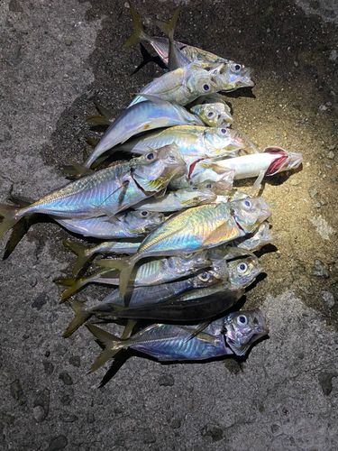 アジの釣果