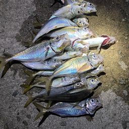 アジ