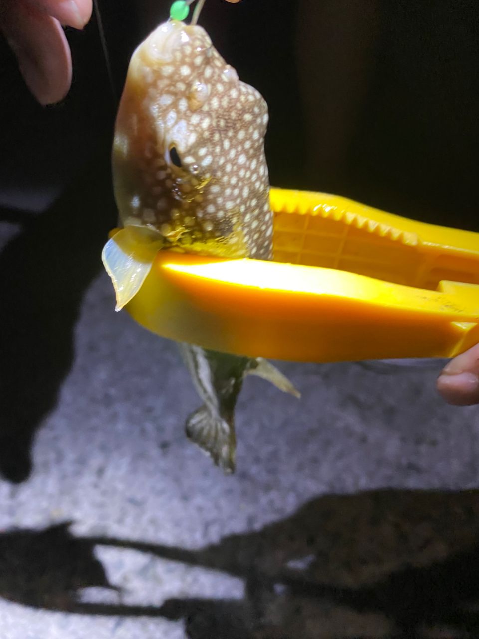 アジ