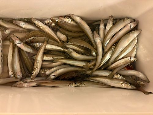 キスの釣果