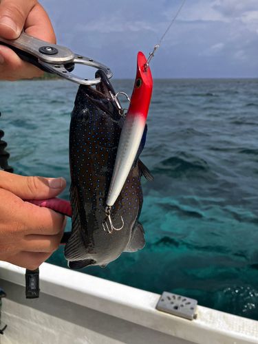 ハタの釣果