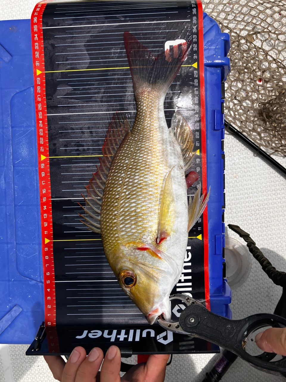 パパせさんの釣果 2枚目の画像