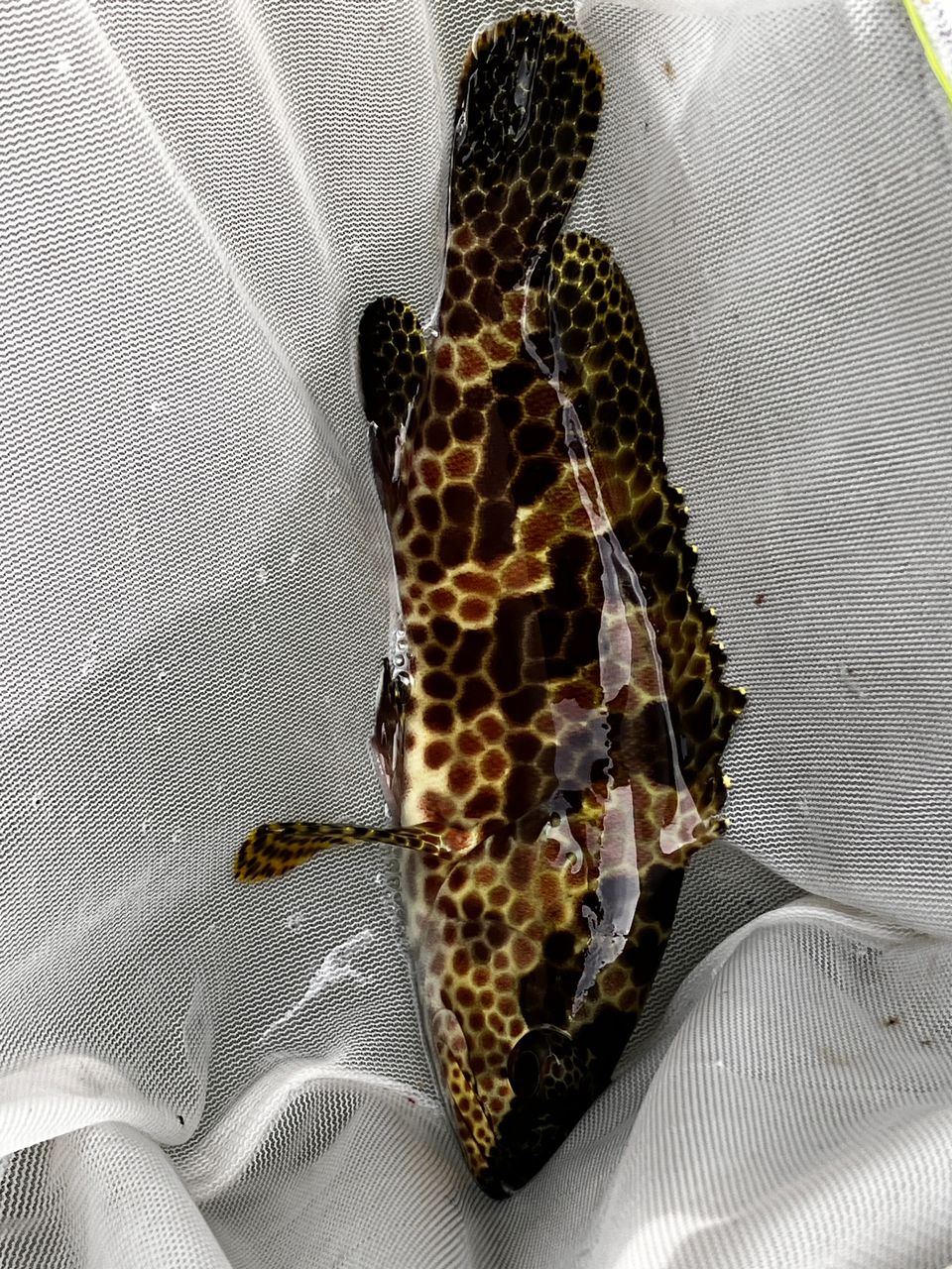 パパせさんの釣果 3枚目の画像