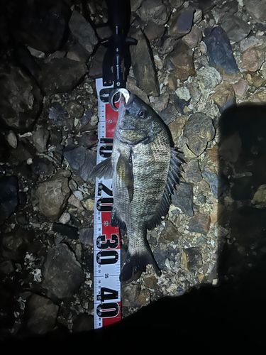 クロダイの釣果