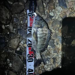 クロダイ