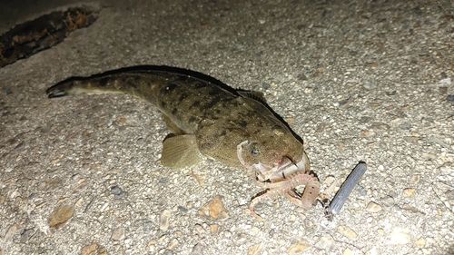マゴチの釣果