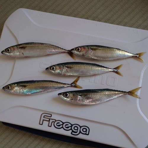サバの釣果