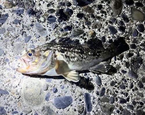 クロソイの釣果