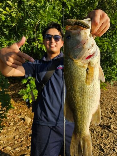 ブラックバスの釣果